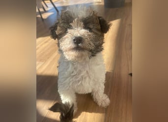 Der kleine Porto sucht ein Zuhause