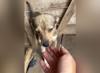 Kaylie - kleine, fürsorgliche Mama sucht ruhiges Zuhause