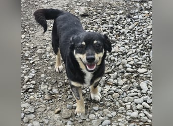 Kleine Hündin Bijou sucht Familie (D/LUX/CH)