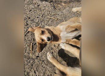 Lieber, kleiner Junghund Albert sucht Körbchen
