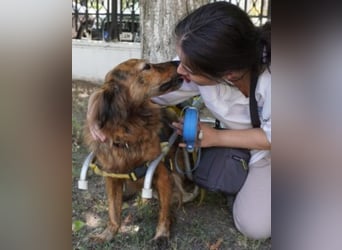 Lola - fröhliches Rollimädchen