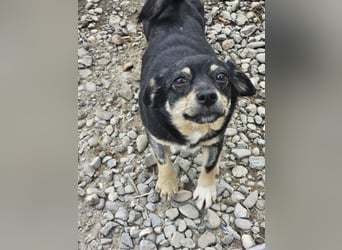 Kleine Hündin Bijou sucht Familie (D/LUX/CH)