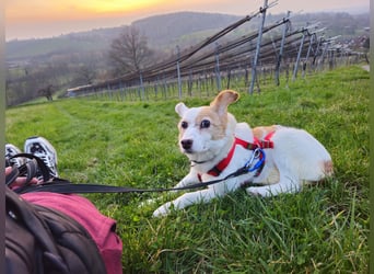 Mia sucht ihr Traumzuhause