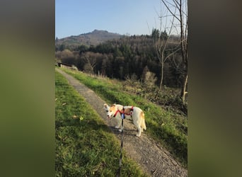 Mia sucht ihr Traumzuhause