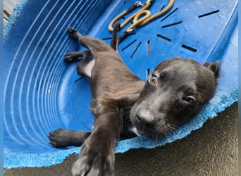 Lalita: spielen, kuscheln, die Welt entdecken