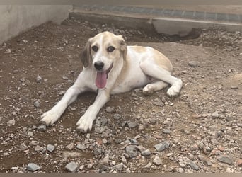 Buffy: ein Schatz für "Überall mit dabei"