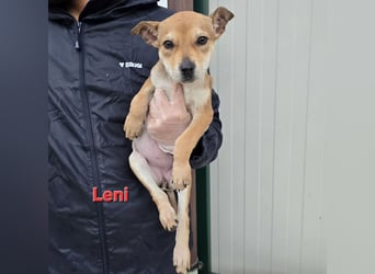 Lovi: 9 kleine Zwerge suchen ihr Glück