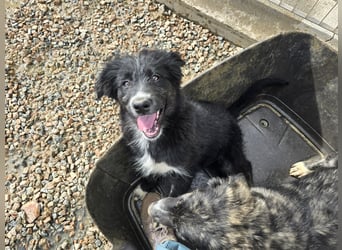 Pumba: kleines Herz sucht großes Glück