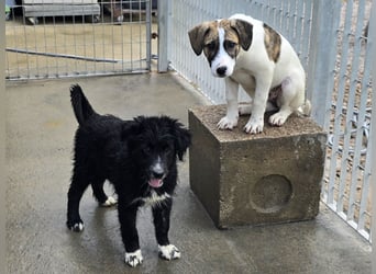 Pumba: kleines Herz sucht großes Glück