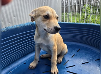 Lennox: wer spielt mit mir?