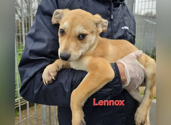 Lennox: wer spielt mit mir?