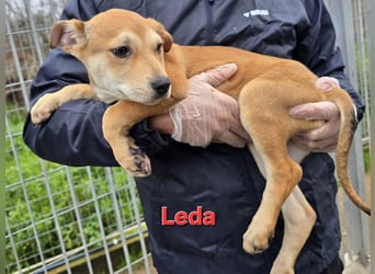 Lovi: 9 kleine Zwerge suchen ihr Glück