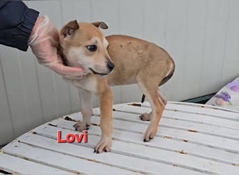 Lovi: 9 kleine Zwerge suchen ihr Glück