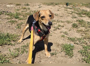 Tyson: klein - aber oho!