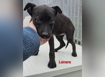 Lovi: 9 kleine Zwerge suchen ihr Glück