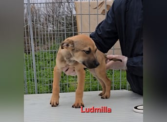 Lovi: 9 kleine Zwerge suchen ihr Glück