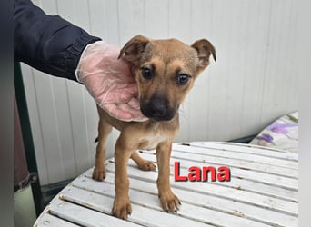 Lovi: 9 kleine Zwerge suchen ihr Glück