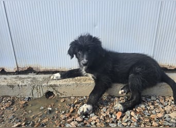 Pumba: kleines Herz sucht großes Glück