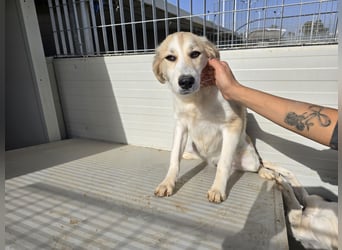 Buffy: ein Schatz für "Überall mit dabei"