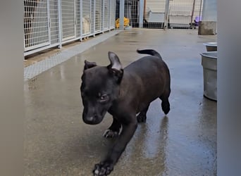 Lanara: wer spielt und kuschelt mit mir?