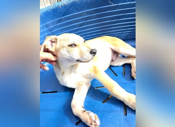 Lennox: wer spielt mit mir?