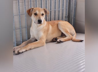 Lennox: wer spielt mit mir?