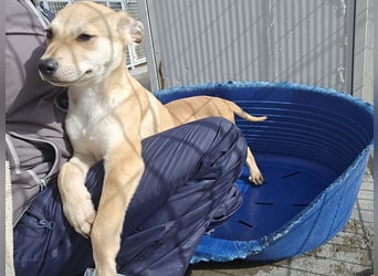 Lennox: wer spielt mit mir?