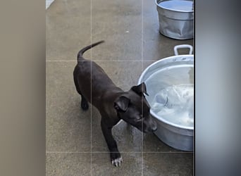 Lanara: wer spielt und kuschelt mit mir?