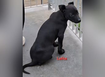 Lovi: 9 kleine Zwerge suchen ihr Glück