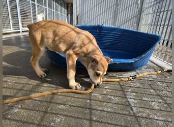 Lennox: wer spielt mit mir?