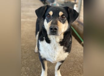 Elyas, geb. ca. 03/2023, lebt in GRIECHENLAND, im städt. Tierheim Serres