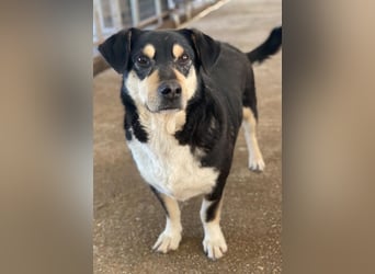 Elyas, geb. ca. 03/2023, lebt in GRIECHENLAND, im städt. Tierheim Serres