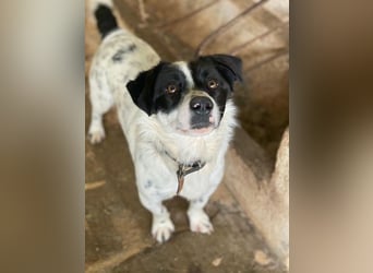 Skittles, geb. ca. 12/2023, lebt in GRIECHENLAND, auf einer privaten Pflegestelle