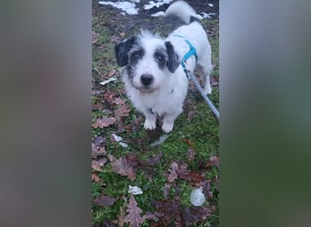 Gisela, klein, knuffig, gemütlich, süß, sucht Körbchen für immer