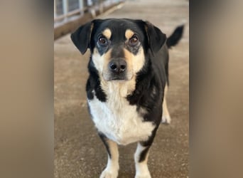 Elyas, geb. ca. 03/2023, lebt in GRIECHENLAND, im städt. Tierheim Serres