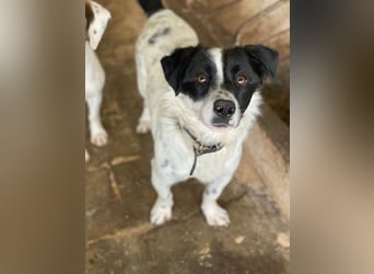 Skittles, geb. ca. 12/2023, lebt in GRIECHENLAND, auf einer privaten Pflegestelle