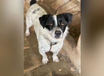 Skittles, geb. ca. 12/2023, lebt in GRIECHENLAND, auf einer privaten Pflegestelle