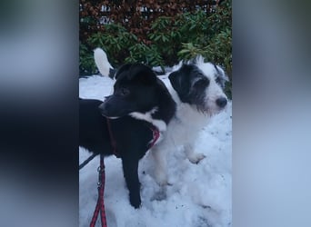 Gisela, klein, knuffig, gemütlich, süß, sucht Körbchen für immer