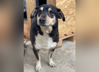 Elyas, geb. ca. 03/2023, lebt in GRIECHENLAND, im städt. Tierheim Serres