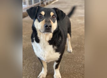 Elyas, geb. ca. 03/2023, lebt in GRIECHENLAND, im städt. Tierheim Serres