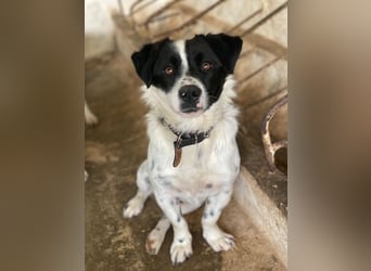 Skittles, geb. ca. 12/2023, lebt in GRIECHENLAND, auf einer privaten Pflegestelle