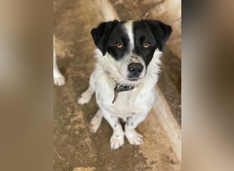 Skittles, geb. ca. 12/2023, lebt in GRIECHENLAND, auf einer privaten Pflegestelle