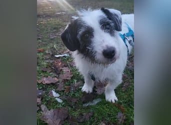 Gisela, klein, knuffig, gemütlich, süß, sucht Körbchen für immer