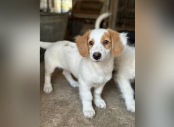 Ron, geb. ca. 06/2026, lebt in GRIECHENLAND, im städt. Tierheim Serres