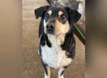 Elyas, geb. ca. 03/2023, lebt in GRIECHENLAND, im städt. Tierheim Serres