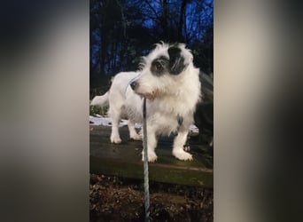 Gisela, klein, knuffig, gemütlich, süß, sucht Körbchen für immer