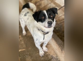 Skittles, geb. ca. 12/2023, lebt in GRIECHENLAND, auf einer privaten Pflegestelle