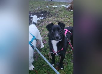 Giesy, klein, schwarz, zuckersüß sucht ihre Menschen