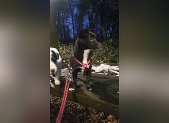 Giesy, klein, schwarz, zuckersüß sucht ihre Menschen