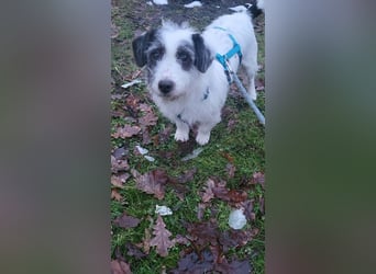 Gisela, klein, knuffig, gemütlich, süß, sucht Körbchen für immer